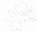 Dessin au trait blanc d'un van aménagé rétro à l'intérieur d'une feuille d'érable stylisée sur fond gris sombre. Symbole de voyage nature.